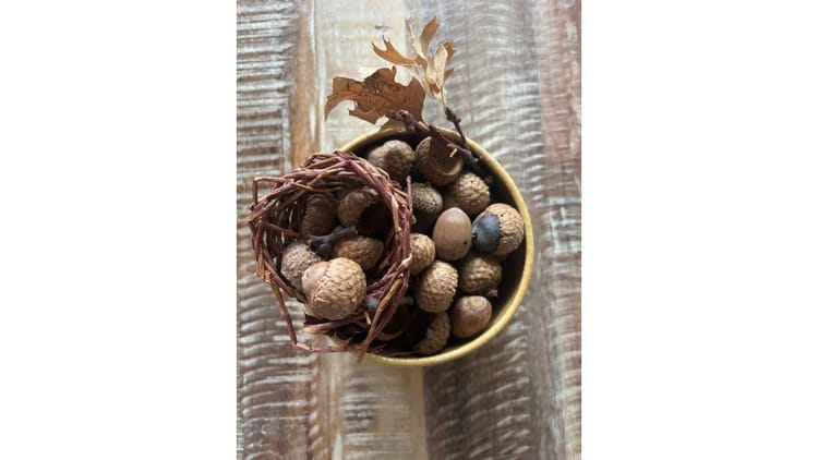 Acorns & Oaks