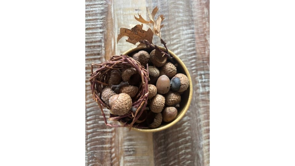 Acorns & Oaks